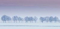 Line of trees van Wim van D thumbnail