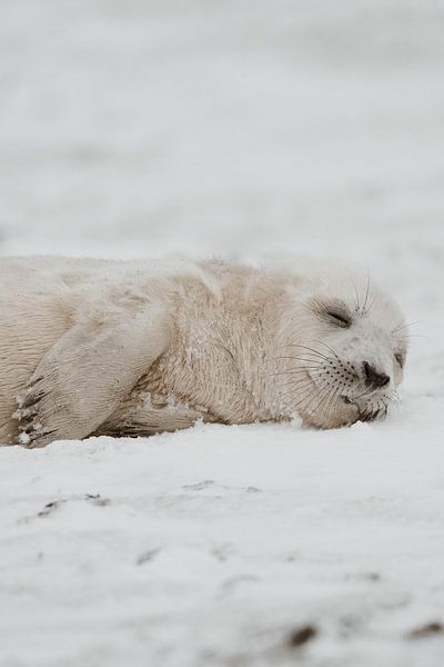 Seal pup | Wildlife Photography | Heligoland | Germany by Inge Pieck