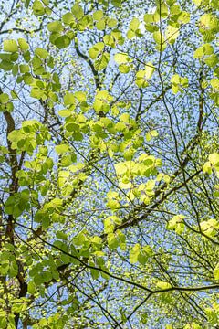 groene bladeren, blad, bos, bomen, groen, blauw van M. B. fotografie