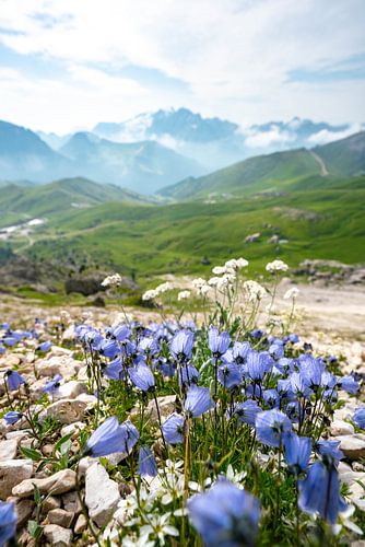 Bergachtig uitzicht met blauwe bloemen