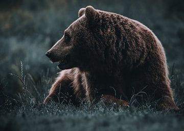 Muted green adaptation of a brown bear by Patrick van Bakkum