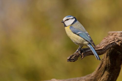 Blue Tit