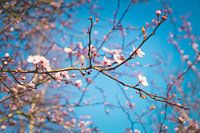 Close up van prachtig roze bloeiende bloesem tegen een blauwe hemel