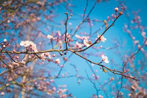 Close up van prachtig roze bloeiende bloesem tegen een blauwe hemel