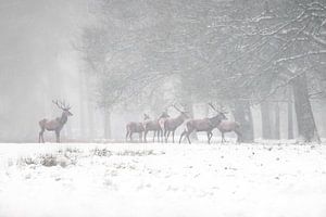 Rotwild im Schnee.