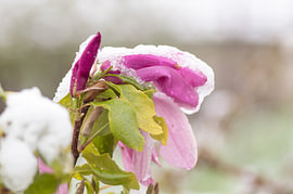 Gros plan sur une fleur de magnolia violette sous la neige de fin de printemps sur Milcho Milev