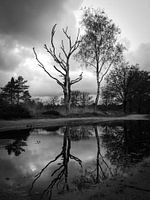 Reflection
