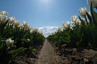 Tulips in white