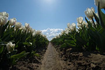 Tulpenvelden in het wit van Hans Goudriaan