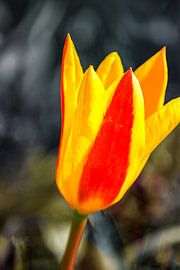 FLORA : DIE ZWEIFARBIGE TULPE von Photoart-Naegele