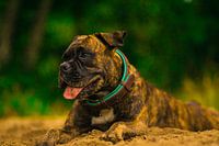 The dog life can be hard