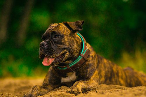 Das Hundeleben kann schon hart sein