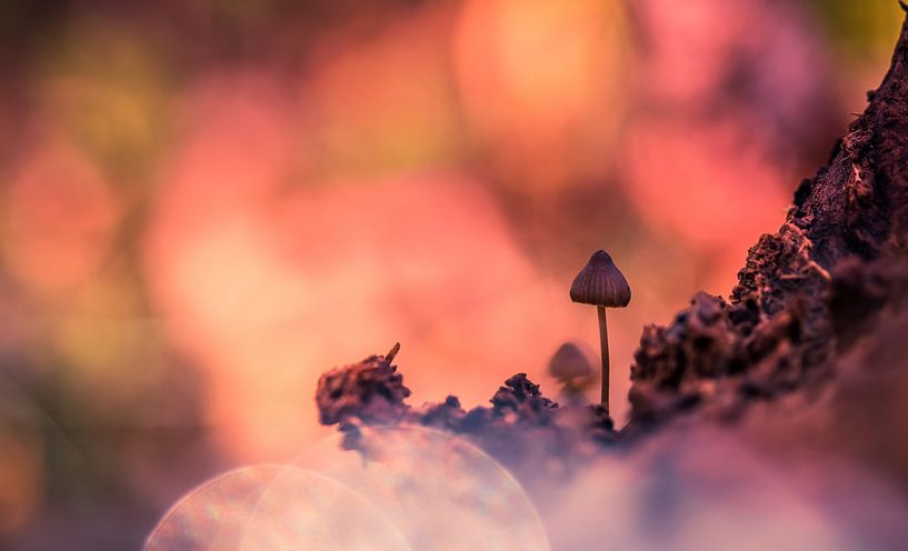 orange by peterheinspictures
