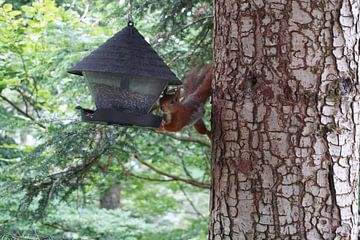 eekhoorn geniet van een snack van foto's van gijs