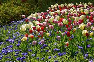 Tuin met tulpen van Peet Romijn thumbnail