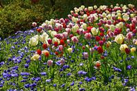 Tuin met tulpen
