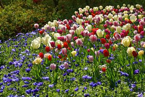 Tuin met tulpen