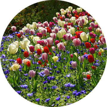 Tuin met tulpen van Peet Romijn