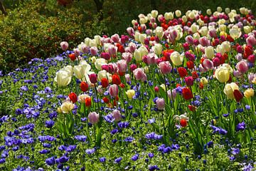 Tuin met tulpen van Peet Romijn