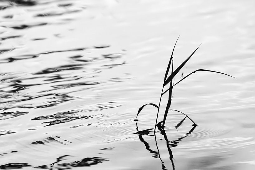 A blade of grass with a small spider in the water by stewic_