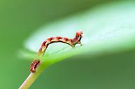 Rupsje op een groen blad in de lente par Dennis van de Water Aperçu