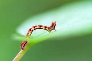 Rupsje op een groen blad in de lente