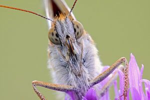 Abendmahl... Großer Perlmutterfalter *Argynnis aglaja*