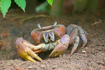 Crabe terrestre d'Aldabra (Cardisoma carnifex) sur Dirk Rüter