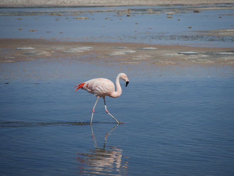 flamingo's in Chili von Eline Oostingh