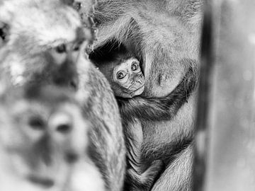 Jeune macaque sur Laurens de Waard
