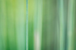 Groen is gras
