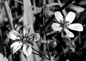 Blüte schwarz weiß von Bianca ter Riet