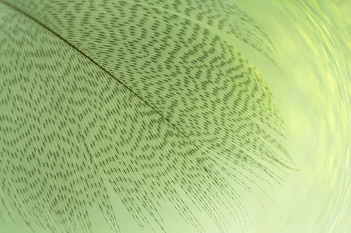 Feather with dots and stripes pattern in green