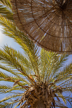 Sonnenschirm aus Weidengeflecht und Palme vom Liegestuhl