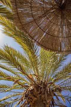 Rieten parasol en palmboom vanaf ligbedje