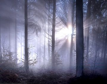 Rayons de soleil féeriques et brouillard dans la forêt de Frahan sur Peschen Photography