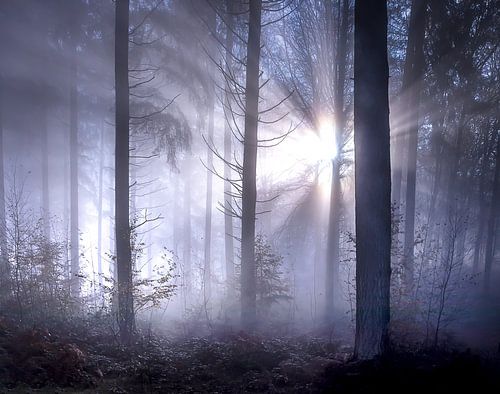 Sprookjesachtige zonnestralen met mist in het bos van Frahan