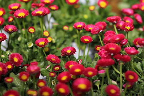 The Little Red Ones