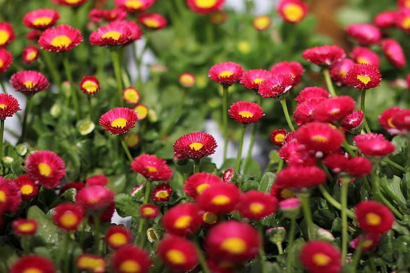 The Little Red Ones by Cornelis (Cees) Cornelissen
