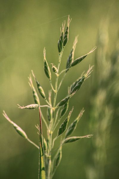Grass detail photography by Janneke Wiersma