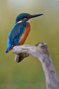Eisvogel - In seiner ganzen Schönheit