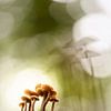 Familie der Pilze von Bob Daalder