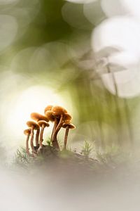 Mushroom family by Bob Daalder