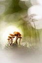 Mushroom family by Bob Daalder thumbnail