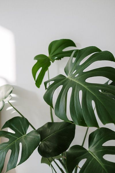 Monstera by Hello Pompoyo