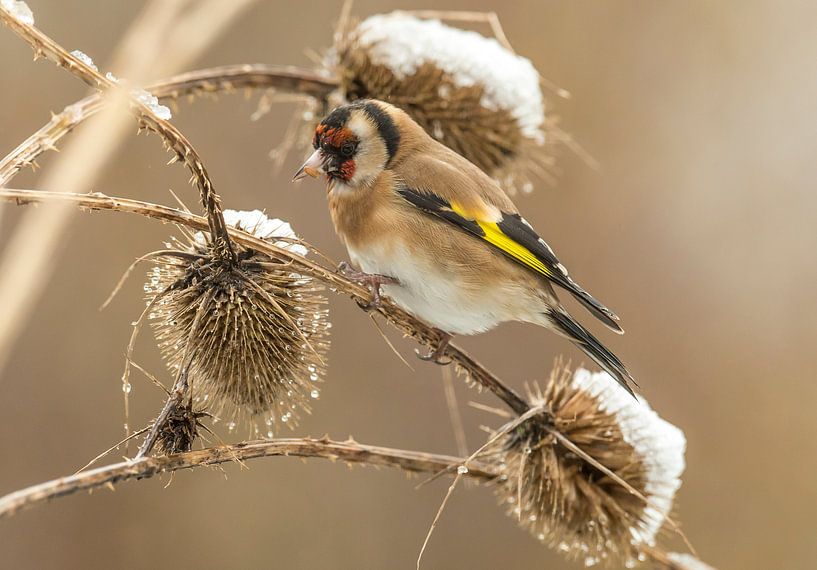 Goldfinch on daffodil by Harry Punter