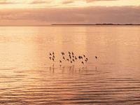 Vogels vliegen van Vlieland naar Terschelling