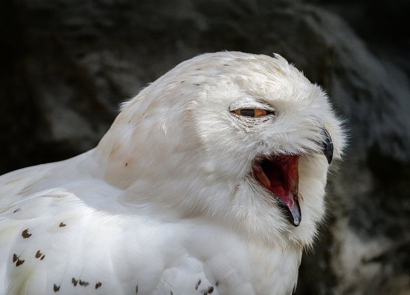 Close-up of a snowy owl by ManfredFotos