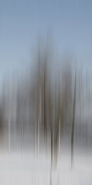 Arbres d'hiver par Christine Nöhmeier