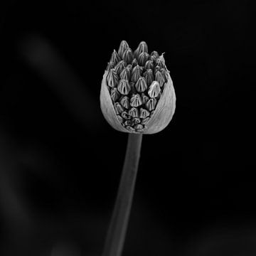 Aufkeimende Allium in Schwarz und Weiß von Chantal Koster